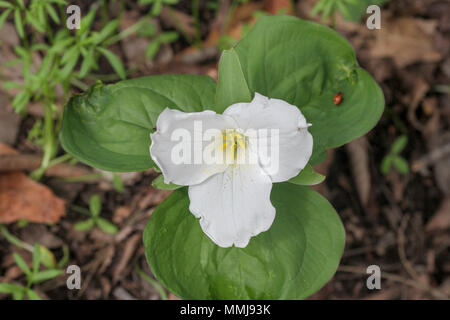 A FIORE GRANDE trillium Foto Stock