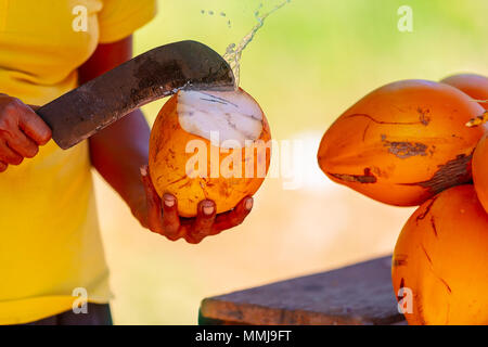 L'uomo apertura di guscio di noce di cocco del grande re giallo noce di cocco per godere di splendidi gustosi piatti tradizionali una bibita rinfrescante di Sri Lanka, cibi esotici su vacanze estive Foto Stock