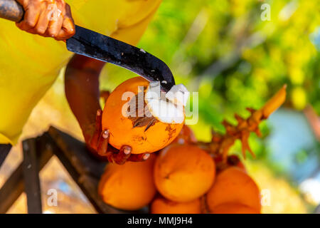 L uomo esce young mature di cocco, di taglio re giallo guscio di noce di cocco da machete per bevanda rinfrescante dolce latte di cocco e frutta esotica di Sri Lanka Foto Stock