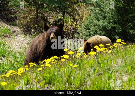 Black Bear madre masticare un tarassaco con colore chiaro cub nelle vicinanze. Foto Stock