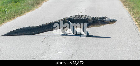 Il coccodrillo americano attraversando la strada intorno mestolone's Pond di Anahuac National Wildlife Refuge in Texas. Foto Stock