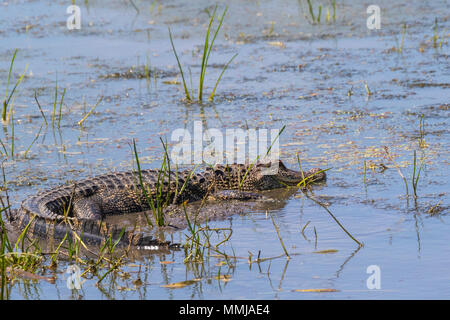 Il coccodrillo americano in agguato in mestolone stagno a Anahuac National Wildlife Refuge nel sud-est del Texas. Foto Stock