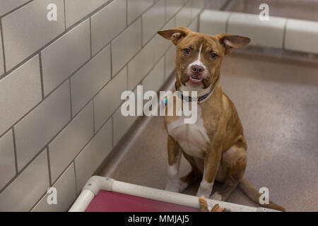 Un mix di pitbull shelter cane con un simpatico underbite. Foto Stock