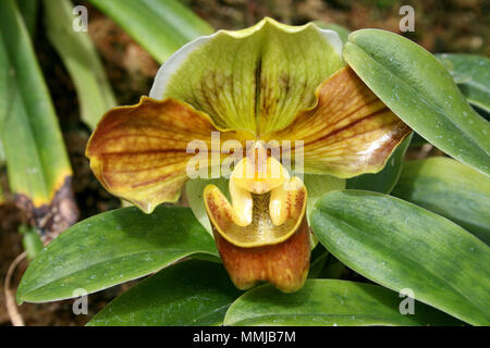 PRIMO PIANO del fiore di orchidea di Paphiopedilum Foto Stock