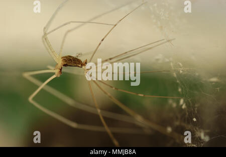 PRIMA VISTA DI UN RAGNO PADRE LUNGO (PHOLCUS PHALANGIOIDES) NELLA SUA RETE. NOTO ANCHE COME RAGNO DI CANTINA O SPIDERA COSMOPOLITA. AUSTRALIA OCCIDENTALE. Foto Stock