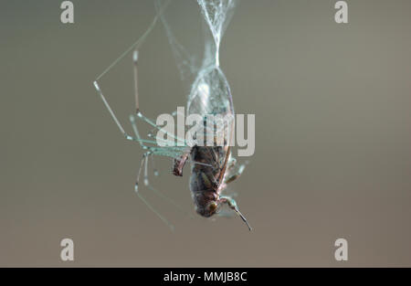 Ragno padre lungo (Pholcus phalangioides) con una cicala che ha catturato, che avvolge in seta e poi infligge il morso fatale. Foto Stock