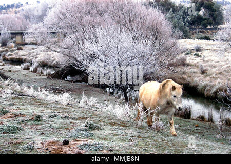 Pony bianco che cammina lungo il fiume in una mattinata molto gelida in Tasmania nella zona di Georgetown, Australia Foto Stock