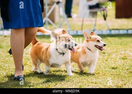 Due divertenti Pembroke Welsh Corgi cani in esecuzione nei pressi di donna in erba verde alla stagione estiva. Foto Stock