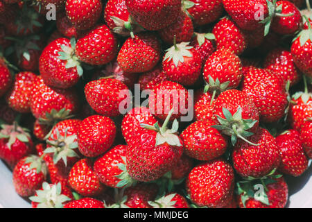 Le fragole. Bacche organiche Closeup. Mature di fragole fresche sfondo Foto Stock