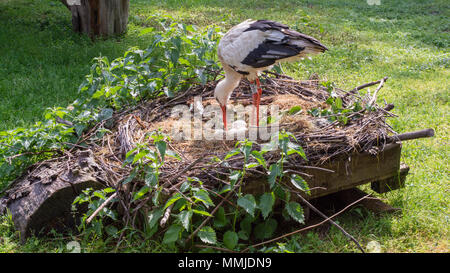 Cicogna bianca (Ciconia ciconia] custodisce le uova nel nido. Foto Stock