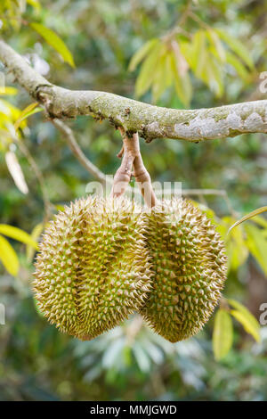 Frutta Durian su albero in Thailandia Foto Stock