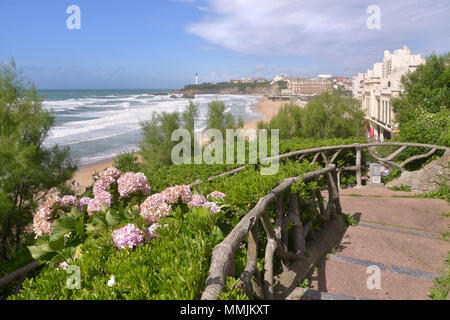 Famosa spiaggia e i fiori delle ortensie nel golfo di Biscaglia a Biarritz, una città sulla costa atlantica nel dipartimento Pyrénées-Atlantiques in francese Foto Stock