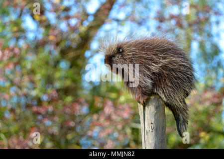 La North American porcupine (Erethizon dorsatum), noto anche come il canadese porcupine o comuni o istrice, appollaiato sul picchetto Foto Stock