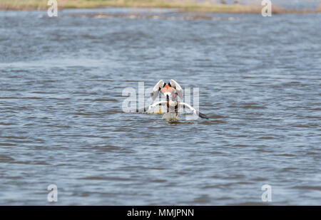 Shelduck aggressivi (Tadorna tadorna) Foto Stock