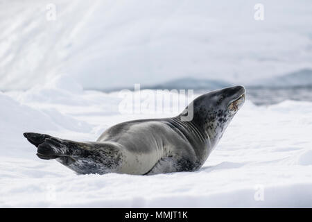 Guarnizione di leopard Hydrurga leptonyx adulto in appoggio sul mare di ghiaccio, Marrone Bluff Antartide Foto Stock