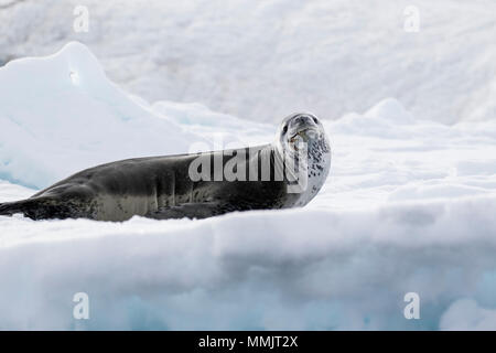 Guarnizione di leopard Hydrurga leptonyx adulto in appoggio sul mare di ghiaccio, Marrone Bluff Antartide Foto Stock