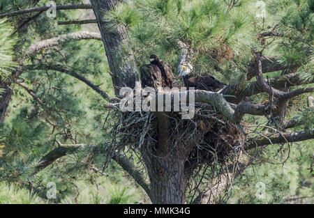 Una famiglia di aquile calve (Haliaeetus leucocephalus) , un adulto e due giovani, nel loro nido. Molla, Texas, Stati Uniti d'America. Foto Stock