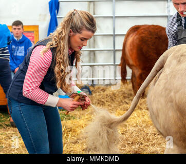 Ayrshire, Regno Unito. Il 12 maggio 2018. In una calda e soleggiata giornata di maggio, annuale di contea di Ayr Show tenutosi a Ayr Race Course ha attratto centinaia di partecipanti ai concorsi di allevamento e anche migliaia di spettatori. Così come i soliti concorsi per bovini, ovini e pollame, non ci sono premi in palio per i vincitori del maschio e femmina " i giovani agricoltori rimorchiatore di guerra " la concorrenza e per il miglior decorate autocarro Credito: Findlay/Alamy Live News Foto Stock