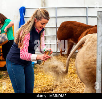 Ayrshire, Regno Unito. Il 12 maggio 2018. In una calda e soleggiata giornata di maggio, annuale di contea di Ayr Show tenutosi a Ayr Race Course ha attratto centinaia di partecipanti ai concorsi di allevamento e anche migliaia di spettatori. Così come i soliti concorsi per bovini, ovini e pollame, non ci sono premi in palio per i vincitori del maschio e femmina " i giovani agricoltori rimorchiatore di guerra " la concorrenza e per il miglior decorate autocarro Credito: Findlay/Alamy Live News Foto Stock