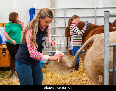 Ayrshire, Regno Unito. Il 12 maggio 2018. In una calda e soleggiata giornata di maggio, annuale di contea di Ayr Show tenutosi a Ayr Race Course ha attratto centinaia di partecipanti ai concorsi di allevamento e anche migliaia di spettatori. Così come i soliti concorsi per bovini, ovini e pollame, non ci sono premi in palio per i vincitori del maschio e femmina " i giovani agricoltori rimorchiatore di guerra " la concorrenza e per il miglior decorate autocarro Credito: Findlay/Alamy Live News Foto Stock