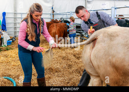 Ayrshire, Regno Unito. Il 12 maggio 2018. In una calda e soleggiata giornata di maggio, annuale di contea di Ayr Show tenutosi a Ayr Race Course ha attratto centinaia di partecipanti ai concorsi di allevamento e anche migliaia di spettatori. Così come i soliti concorsi per bovini, ovini e pollame, non ci sono premi in palio per i vincitori del maschio e femmina " i giovani agricoltori rimorchiatore di guerra " la concorrenza e per il miglior decorate autocarro Credito: Findlay/Alamy Live News Foto Stock