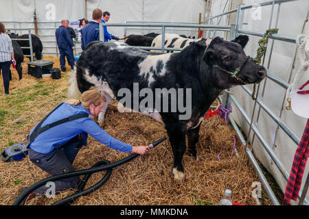 Ayrshire, Regno Unito. Il 12 maggio 2018. In una calda e soleggiata giornata di maggio, annuale di contea di Ayr Show tenutosi a Ayr Race Course ha attratto centinaia di partecipanti ai concorsi di allevamento e anche migliaia di spettatori. Così come i soliti concorsi per bovini, ovini e pollame, non ci sono premi in palio per i vincitori del maschio e femmina " i giovani agricoltori rimorchiatore di guerra " la concorrenza e per il miglior decorate autocarro Credito: Findlay/Alamy Live News Foto Stock