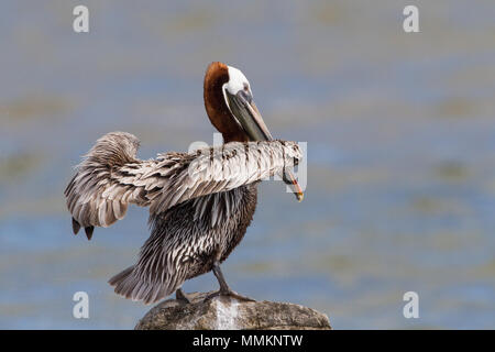 Un maschio brown pelican asciugando le sue piume. Foto Stock