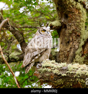 Minor cornuto owl, chiamato anche Magellanic cornuto owl, Bubo magellanicus Foto Stock