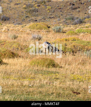 Sud Americana gray fox; Lycalopex griseus Foto Stock