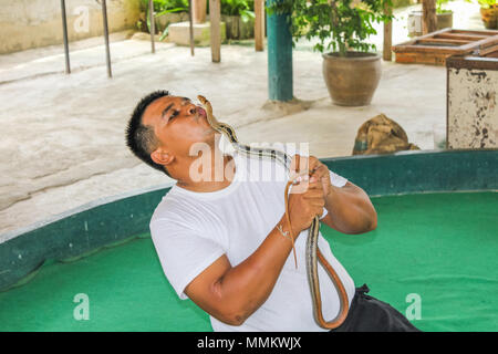 Mae Rim, Chiang Mai, Thailandia - Luglio 25, 2011: Snake trainer baciare un cobra reale in Mae Sa fattoria di serpenti. famosa in tutto il mondo perché hanno girato alcune scene di John Rambo film. Questi formatori è in grado di gestire un gran numero di specie di serpente, molti di loro sono molto pericolosi e hanno ancora il loro veleno, come mostrato durante la mostra come essi prendere il veleno da cobra denti Foto Stock