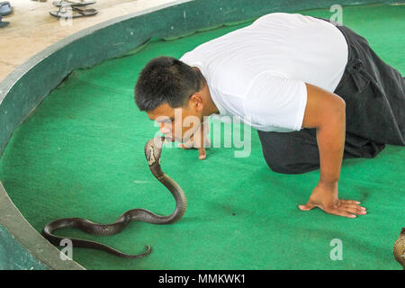 Mae Rim, Chiang Mai, Thailandia - Luglio 25, 2011: Snake trainer baciare un cobra reale in Mae Sa fattoria di serpenti. famosa in tutto il mondo perché hanno girato alcune scene di John Rambo film. Questi formatori è in grado di gestire un gran numero di specie di serpente, molti di loro sono molto pericolosi e hanno ancora il loro veleno, come mostrato durante la mostra come essi prendere il veleno da cobra denti Foto Stock