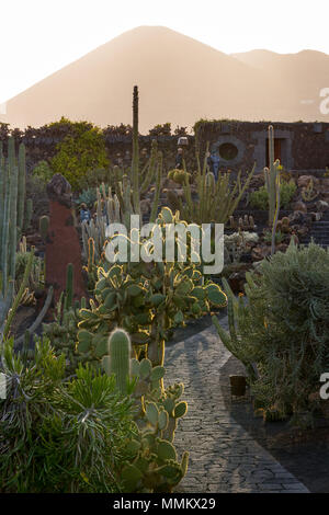 JARDIN DE CACTUS - Il giardino dei cactus, Lanzarote, Isole canarie, Spagna: panoramica del giardino, con un vulcano all'orizzonte. Foto Stock