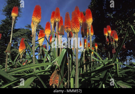 RED HOT POKERS (KNIPHOFIA CAULESCENS) Foto Stock