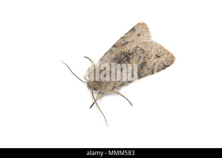 Offuscato scialbi moth Orthosia incerta su sfondo bianco Foto Stock