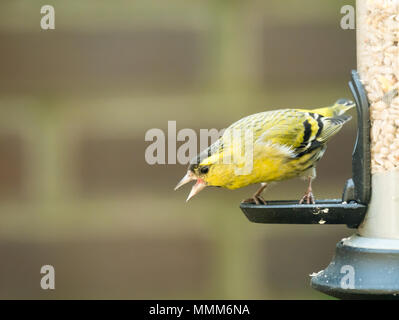 Maschio adulto Eurasian lucherino, Spinus spinus seduta a bird feeder in giardino con becco aperto, Paesi Bassi Foto Stock