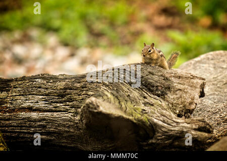 Un simpatico Scoiattolo striado seduto su un log. Foto Stock