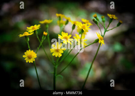 Balsam erba tossica, bel giallo fiori selvatici. Foto Stock