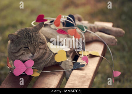 Un gatto seduto sulla carta multicolore cuori Foto Stock