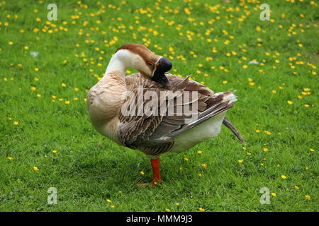 Marrone OCA cinese preening su un prato buttercup Foto Stock