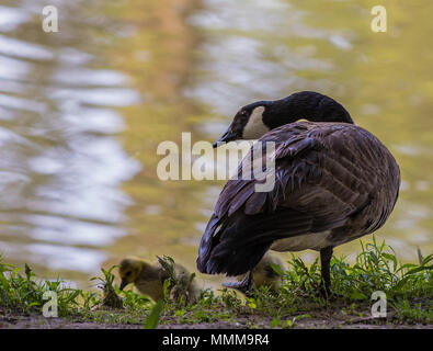 Foto di un oca Canadese e di quelli giovani. Presa sul panoramico Fiume Maumee nel Northwest Ohio. Foto Stock