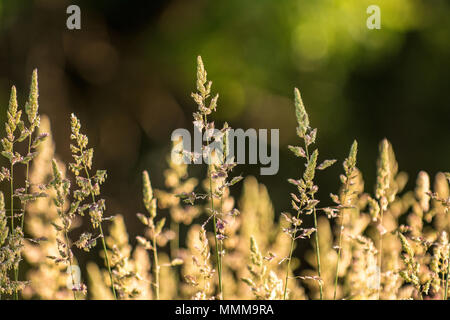 Close up foto di prateria di erba in fiore in estate con una profondità di campo ridotta. Foto Stock