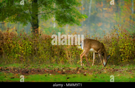 Un feamel White Tailed Deer pascolare nel campo di un inizio di mattina giornata d'autunno. Foto Stock