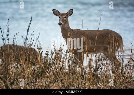 Due White Tailed Deer doe avviso in piedi accanto a una banca di fiume. Foto Stock