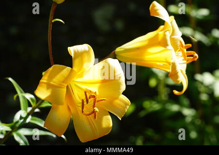 Giallo giglio di giorno (Hemerocallis) - Close-up di fiori di testa Foto Stock