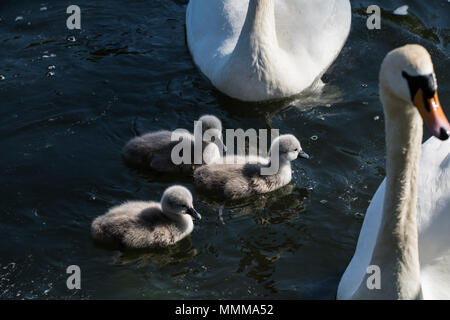 Cigni adulti con cygnets. Foto Stock