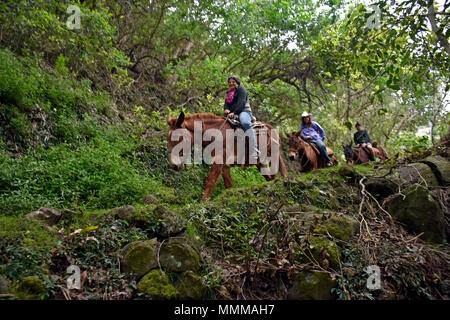 I turisti venire giù il Molokai scogliere su un mulo ride, Molokai, Hawaii, STATI UNITI D'AMERICA Foto Stock