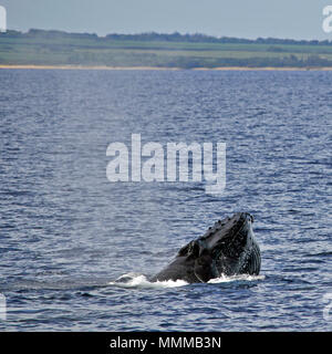 Humpback Whale, Megaptera novaeangliae, sulla superficie, Maui, Hawaii, STATI UNITI D'AMERICA Foto Stock