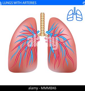 Polmoni umani anatomia con arteria, sistema circolatorio illustrazione realistica vista frontale in dettaglio. Affondo con l'esercizio. A destra e a sinistra del polmone con la trachea. Hea Illustrazione Vettoriale