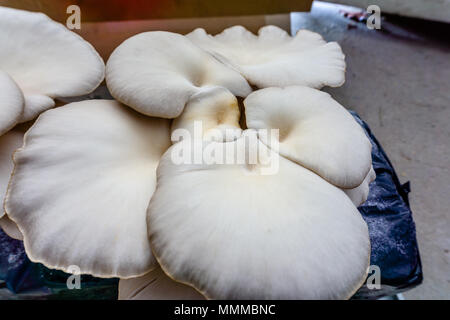 Oyster o fungo Pleurotus ostreatus come facilmente funghi coltivati. Foto Stock