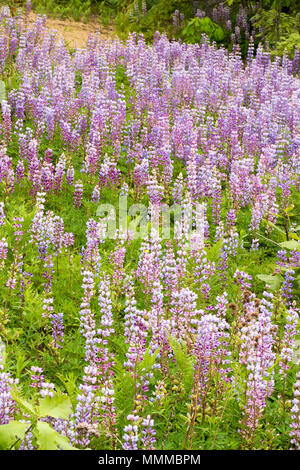 Un raccolto di blu selvaggio di lupino in una riserva naturale in Ohio. Foto Stock